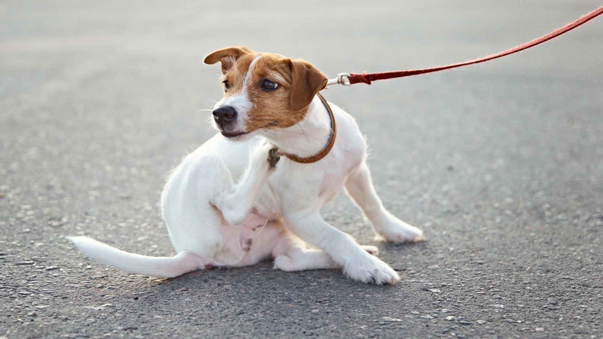 Síntomas perro con alergia al pollo